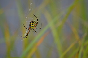 Araignée Argiope bruennichi femelle au bord d'une étendue d'eau