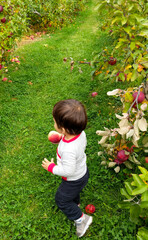 Young Boy in Apple Orchard
