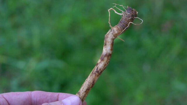 Common Chicory root, close up (Cichorium intybus) - (4K)