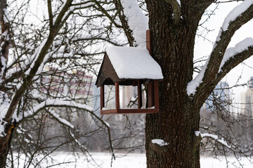 bird feeder winter on a tree