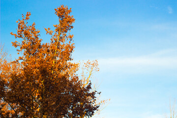 Blue sky with cloud and tree. Background of bright sun and a blue sky with clouds. The concept of hot and warming weather