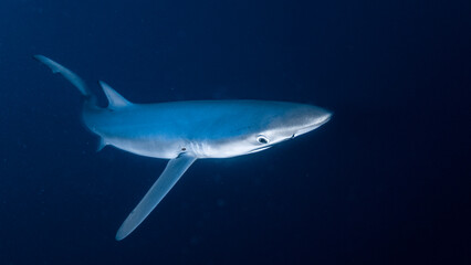 Underwater photography of blue sharks in Bermeo, Basque Country