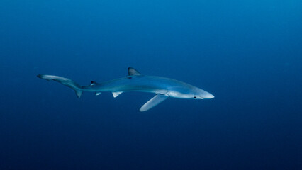 Underwater photography of blue sharks in Bermeo, Basque Country