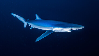 Fototapeta premium Underwater photography of blue sharks in Bermeo, Basque Country