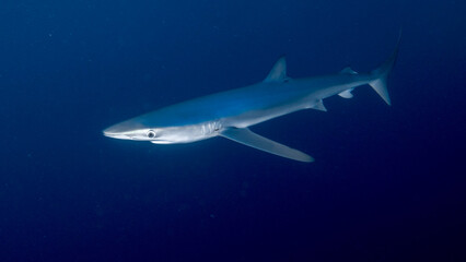 Fototapeta na wymiar Underwater photography of blue sharks in Bermeo, Basque Country