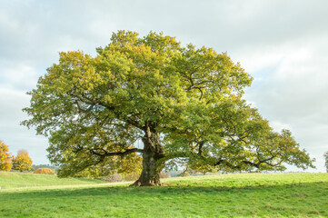 Fototapeta na wymiar Oak tree in the Summertime.