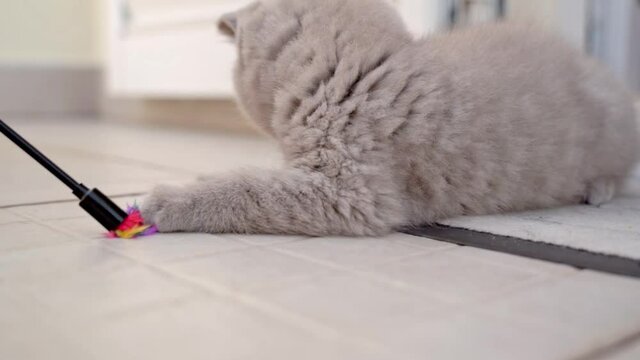 British lop-eared kitten plays with a toy while lying on a tapet. Slow motion.