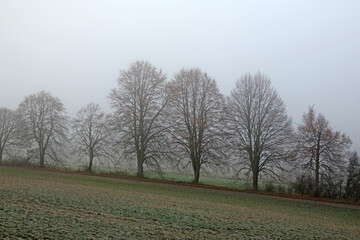 Baumreihe im Nebel
