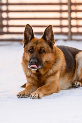 german shepherd portrait on the background of the fence