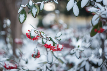 Red berries of pyracantha in winter in the snow. An amazing combination of red berries and white snow.
