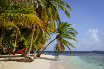 palm tree on the beach of San Blas islands, Panama