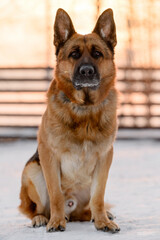 german shepherd portrait on the background of the fence
