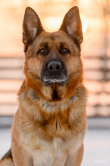 german shepherd portrait on the background of the fence