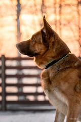 german shepherd portrait on the background of the fence