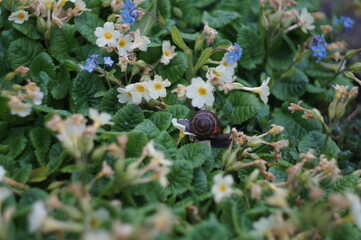 a snail among the flowers
