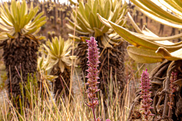 Flora morada de paramo  acompañada de frailejones 
