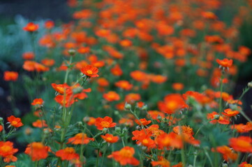 carpet of red flowers