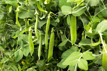 Green peas grow in the garden. Beautiful close up of green fresh peas and pea pods. Healthy food. Selective focus on fresh bright green pea pods on a pea plants in a garden. Growing peas outdoors and