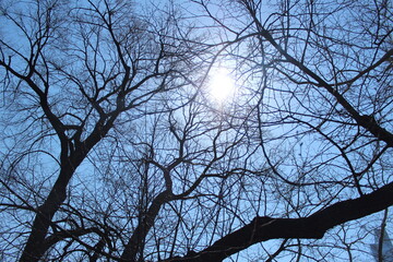 tree silhouette against sky
