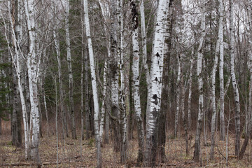 Birch Trees Outdoors