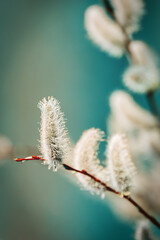 Early spring background in creative colors. Pussy willow catkins close up selective focus spring seasonal background