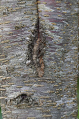 A detail of the bark of a cherry tree