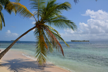 palm tree on the beach of San Blas islands, Panama