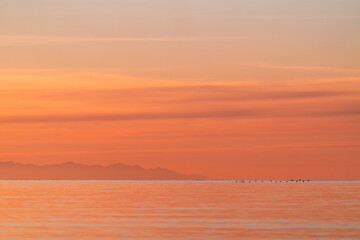A flock of sea birds flying across the horizon at sunset