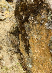 roca del altiplano con moho y telarañas