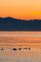 A flock of sea birds swimming in the Salish Sea during sunset