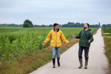 Two funny farmers walking on country road beside corn field in spring