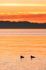 The silhouette of two ducks swimming on Puget Sound at sunset