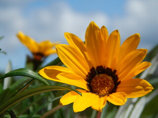 sunflower on sky background