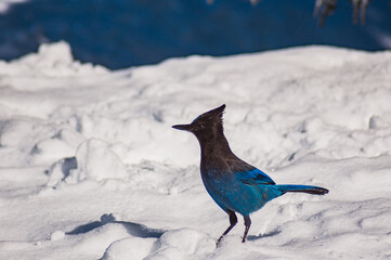Paradise Mount Rainier Bird in Snow