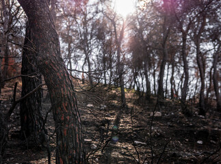 forest fire. burned trees after wildfire