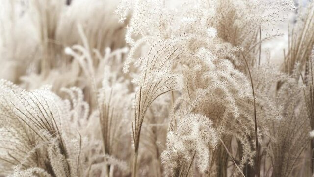 Pampa grass moved by the wind