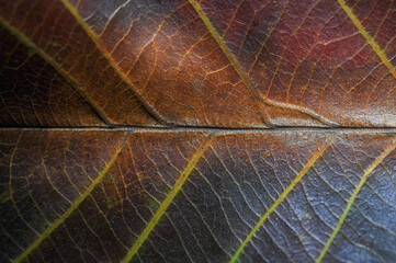 Naklejka na ściany i meble Abstract Dry leaf background . soft focus