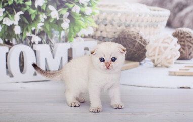 
blue point scottish fold kitten