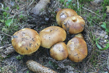 Russula foetens, known as the Stinking Russula or Stinking Brittlegill, wild mushroom from Finland