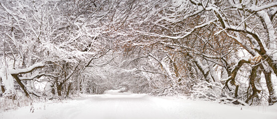 Winter snowy alley road panorama. Branches of trees and bushes. Snow-covered winding rural dirt street in village