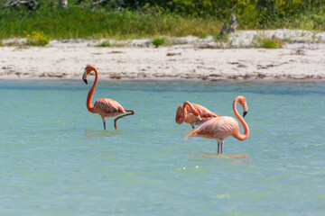 group of flamingos on Isla Holbox, Mexico