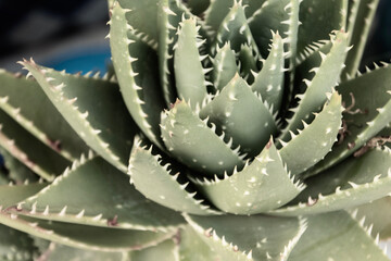close up of cactus in Morocco