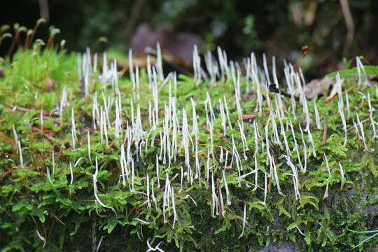 Eocronartium muscicola, moss rust, a fungus growing as parasite on moss in Finland