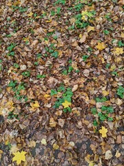 autumn leaves on the ground