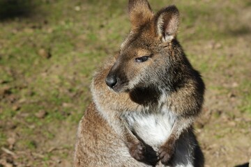 kangaroo in the grass