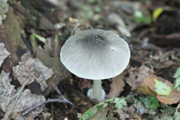 Pluteus salicinus, known as the Willow Shield, a psychedelic mushroom from Finland