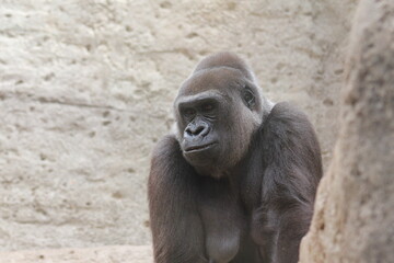 portrait of a gorilla