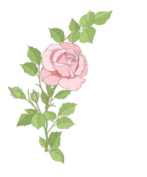 vector drawing of a branch with a pink rose