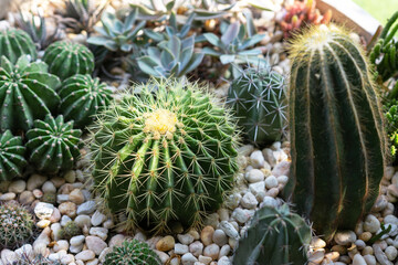 Cactus family in the greenhouse, Top view, Close up.