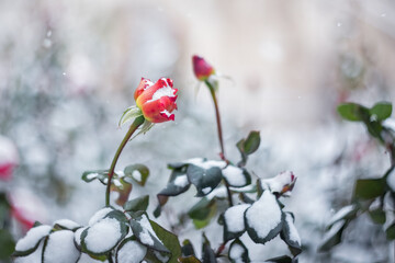 Red rose close-up in the snow. An amazing combination of red roses and white snow. Roses bloom in the garden in winter.